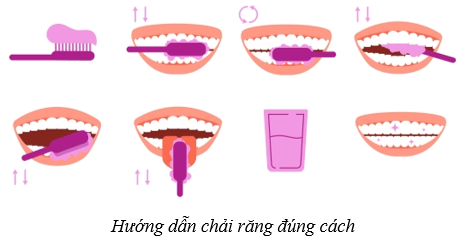 Dinh dưỡng và tiêu hóa ở người (KHTN 8 Kết nối tri thức Bài 32)