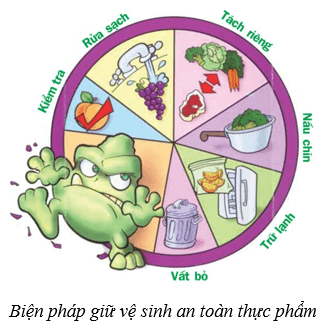 Dinh dưỡng và tiêu hóa ở người (KHTN 8 Kết nối tri thức Bài 32)