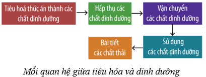 Dinh dưỡng và tiêu hóa ở người (KHTN 8 Kết nối tri thức Bài 32)