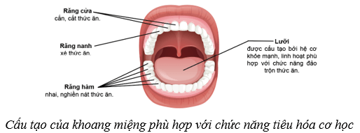 Dinh dưỡng và tiêu hóa ở người (KHTN 8 Kết nối tri thức Bài 32)