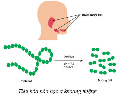 Dinh dưỡng và tiêu hóa ở người (KHTN 8 Kết nối tri thức Bài 32)