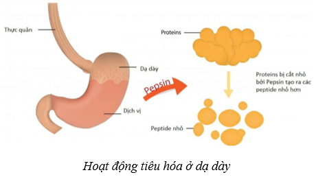 Dinh dưỡng và tiêu hóa ở người (KHTN 8 Kết nối tri thức Bài 32)