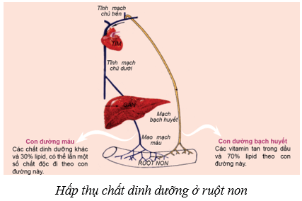 Dinh dưỡng và tiêu hóa ở người (KHTN 8 Kết nối tri thức Bài 32)