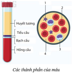 Máu và hệ tuần hoàn của cơ thể người (KHTN 8 Kết nối tri thức Bài 33)
