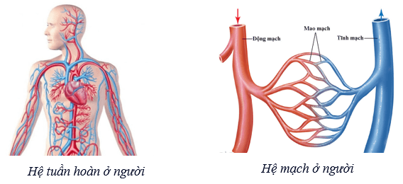 Máu và hệ tuần hoàn của cơ thể người (KHTN 8 Kết nối tri thức Bài 33)