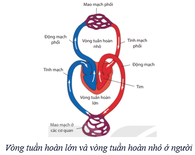 Máu và hệ tuần hoàn của cơ thể người (KHTN 8 Kết nối tri thức Bài 33)