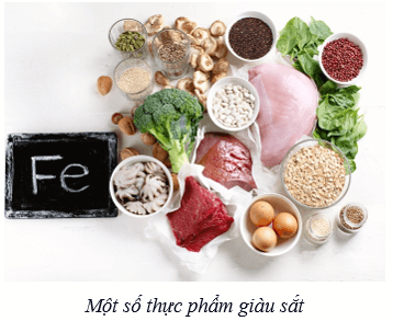 Máu và hệ tuần hoàn của cơ thể người (KHTN 8 Kết nối tri thức Bài 33)