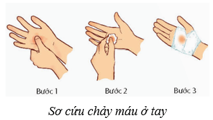 Máu và hệ tuần hoàn của cơ thể người (KHTN 8 Kết nối tri thức Bài 33)