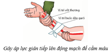 Máu và hệ tuần hoàn của cơ thể người (KHTN 8 Kết nối tri thức Bài 33)