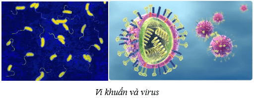 Máu và hệ tuần hoàn của cơ thể người (KHTN 8 Kết nối tri thức Bài 33)