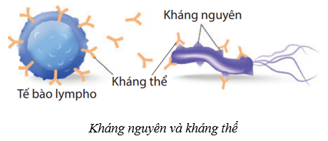 Máu và hệ tuần hoàn của cơ thể người (KHTN 8 Kết nối tri thức Bài 33)