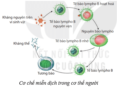 Máu và hệ tuần hoàn của cơ thể người (KHTN 8 Kết nối tri thức Bài 33)