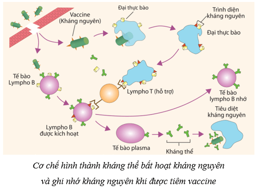 Máu và hệ tuần hoàn của cơ thể người (KHTN 8 Kết nối tri thức Bài 33)