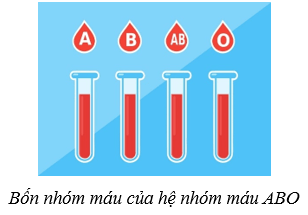 Máu và hệ tuần hoàn của cơ thể người (KHTN 8 Kết nối tri thức Bài 33)