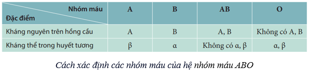 Máu và hệ tuần hoàn của cơ thể người (KHTN 8 Kết nối tri thức Bài 33)