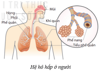 Hệ hô hấp ở người (KHTN 8 Kết nối tri thức Bài 34)