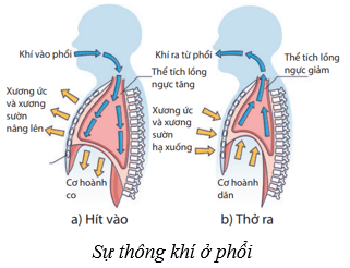 Hệ hô hấp ở người (KHTN 8 Kết nối tri thức Bài 34)