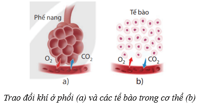 Hệ hô hấp ở người (KHTN 8 Kết nối tri thức Bài 34)