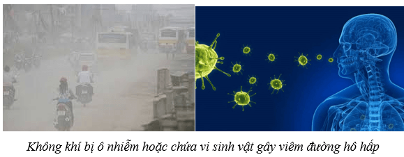 Hệ hô hấp ở người (KHTN 8 Kết nối tri thức Bài 34)