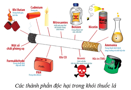 Hệ hô hấp ở người (KHTN 8 Kết nối tri thức Bài 34)