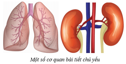 Hệ bài tiết ở người (KHTN 8 Kết nối tri thức Bài 35)
