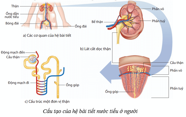 Hệ bài tiết ở người (KHTN 8 Kết nối tri thức Bài 35)