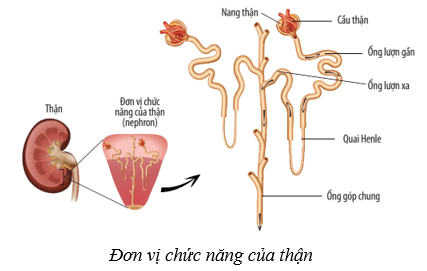 Hệ bài tiết ở người (KHTN 8 Kết nối tri thức Bài 35)