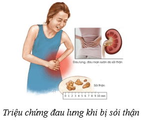 Hệ bài tiết ở người (KHTN 8 Kết nối tri thức Bài 35)
