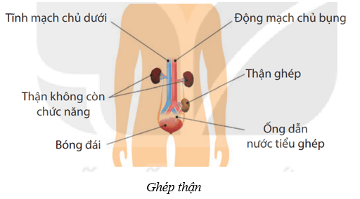 Hệ bài tiết ở người (KHTN 8 Kết nối tri thức Bài 35)