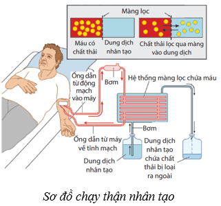 Hệ bài tiết ở người (KHTN 8 Kết nối tri thức Bài 35)