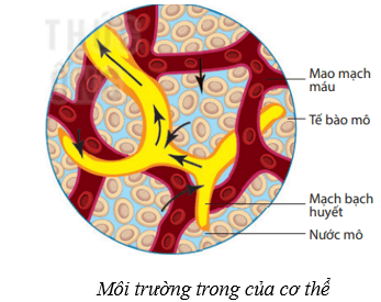 Điều hòa môi trường trong của cơ thể người (KHTN 8 Kết nối tri thức Bài 36)