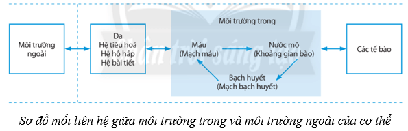 Điều hòa môi trường trong của cơ thể người (KHTN 8 Kết nối tri thức Bài 36)