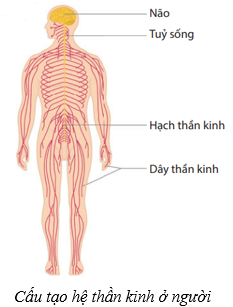 Hệ thần kinh và các giác quan ở người (KHTN 8 Kết nối tri thức Bài 37)