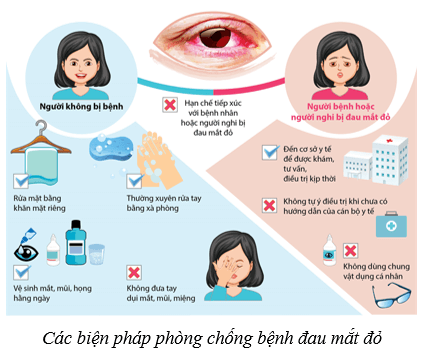 Hệ thần kinh và các giác quan ở người (KHTN 8 Kết nối tri thức Bài 37)
