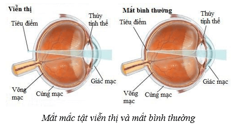 Hệ thần kinh và các giác quan ở người (KHTN 8 Kết nối tri thức Bài 37)