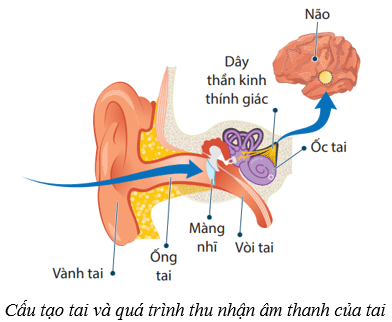 Hệ thần kinh và các giác quan ở người (KHTN 8 Kết nối tri thức Bài 37)