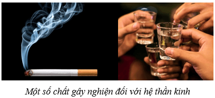 Hệ thần kinh và các giác quan ở người (KHTN 8 Kết nối tri thức Bài 37)