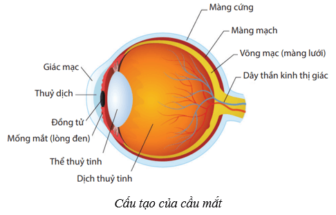 Hệ thần kinh và các giác quan ở người (KHTN 8 Kết nối tri thức Bài 37)