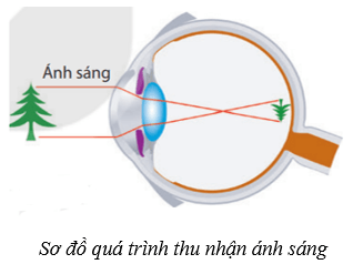 Hệ thần kinh và các giác quan ở người (KHTN 8 Kết nối tri thức Bài 37)