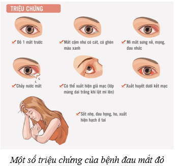 Hệ thần kinh và các giác quan ở người (KHTN 8 Kết nối tri thức Bài 37)