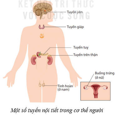 Hệ nội tiết ở người (KHTN 8 Kết nối tri thức Bài 38)