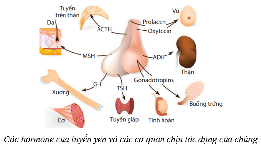 Hệ nội tiết ở người (KHTN 8 Kết nối tri thức Bài 38)