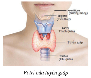 Hệ nội tiết ở người (KHTN 8 Kết nối tri thức Bài 38)