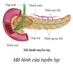 Hệ nội tiết ở người (KHTN 8 Kết nối tri thức Bài 38)