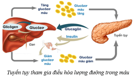 Hệ nội tiết ở người (KHTN 8 Kết nối tri thức Bài 38)
