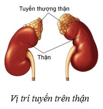 Hệ nội tiết ở người (KHTN 8 Kết nối tri thức Bài 38)