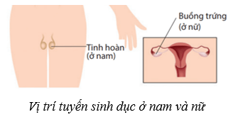 Hệ nội tiết ở người (KHTN 8 Kết nối tri thức Bài 38)