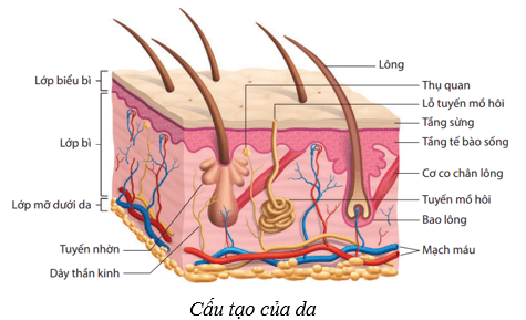 Da và điều hòa thân nhiệt ở người (KHTN 8 Kết nối tri thức Bài 39)