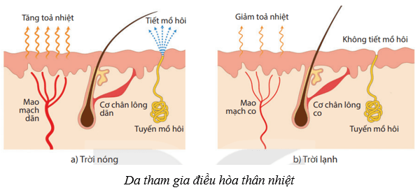 Da và điều hòa thân nhiệt ở người (KHTN 8 Kết nối tri thức Bài 39)