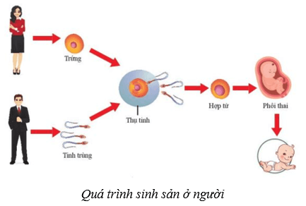 Sinh sản ở người (KHTN 8 Kết nối tri thức Bài 40)